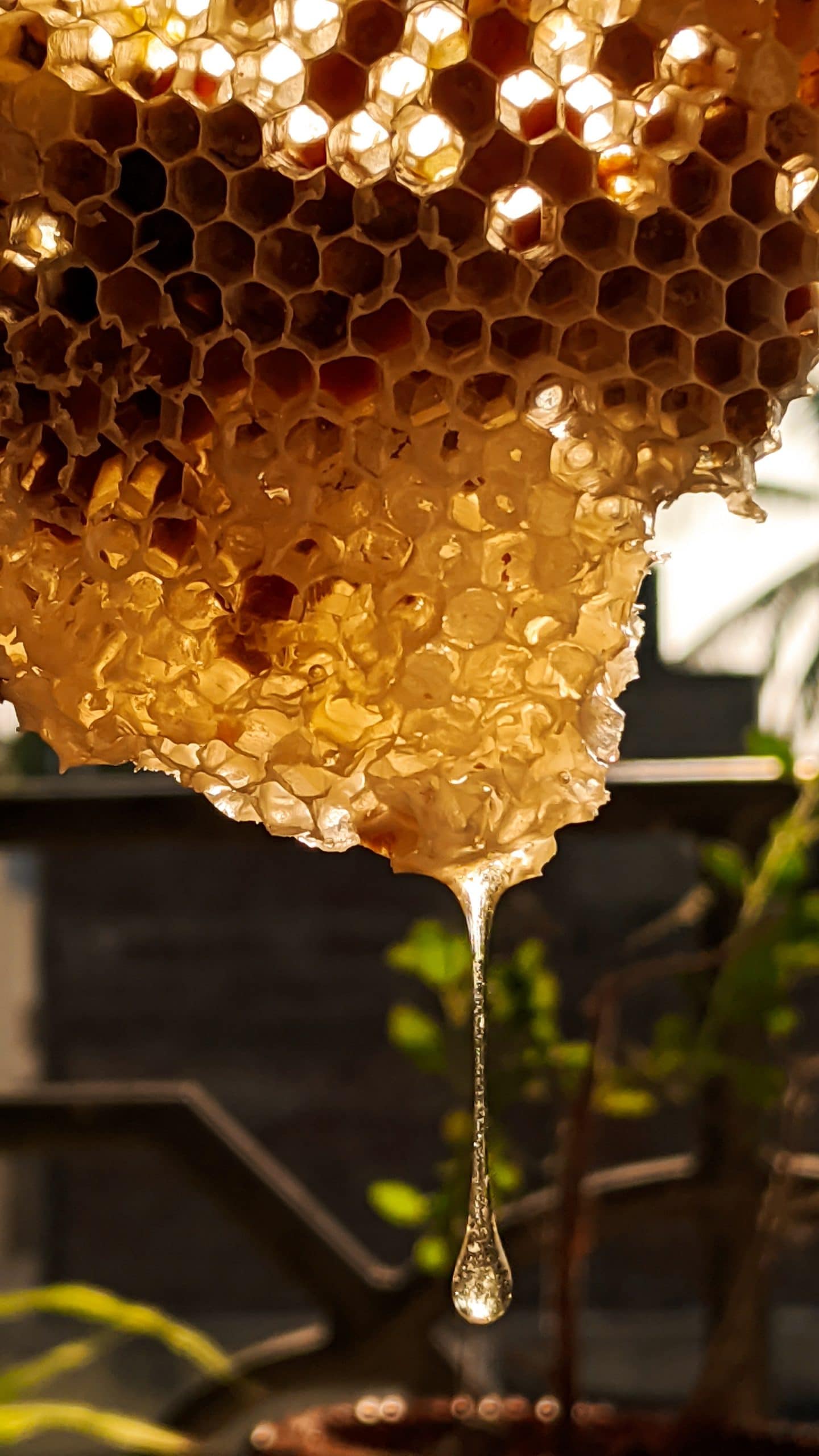 honey_3
